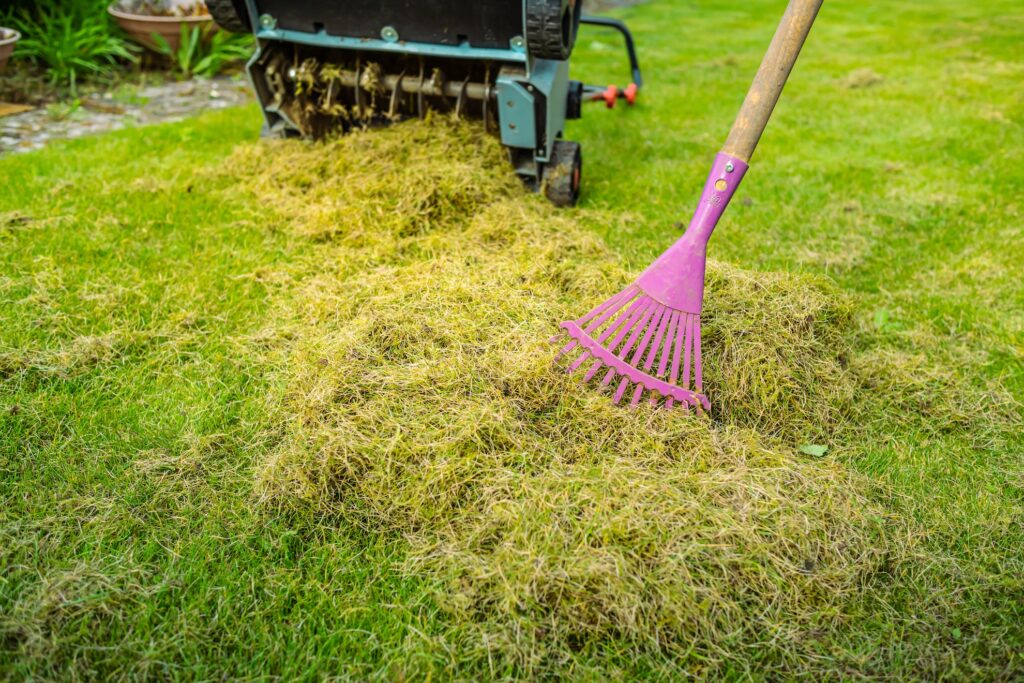 Lawn care - verticut, thatch the grass, aerating and scarifying the lawn in the garden. Improving the quality of the lawn by removing old grass and moss