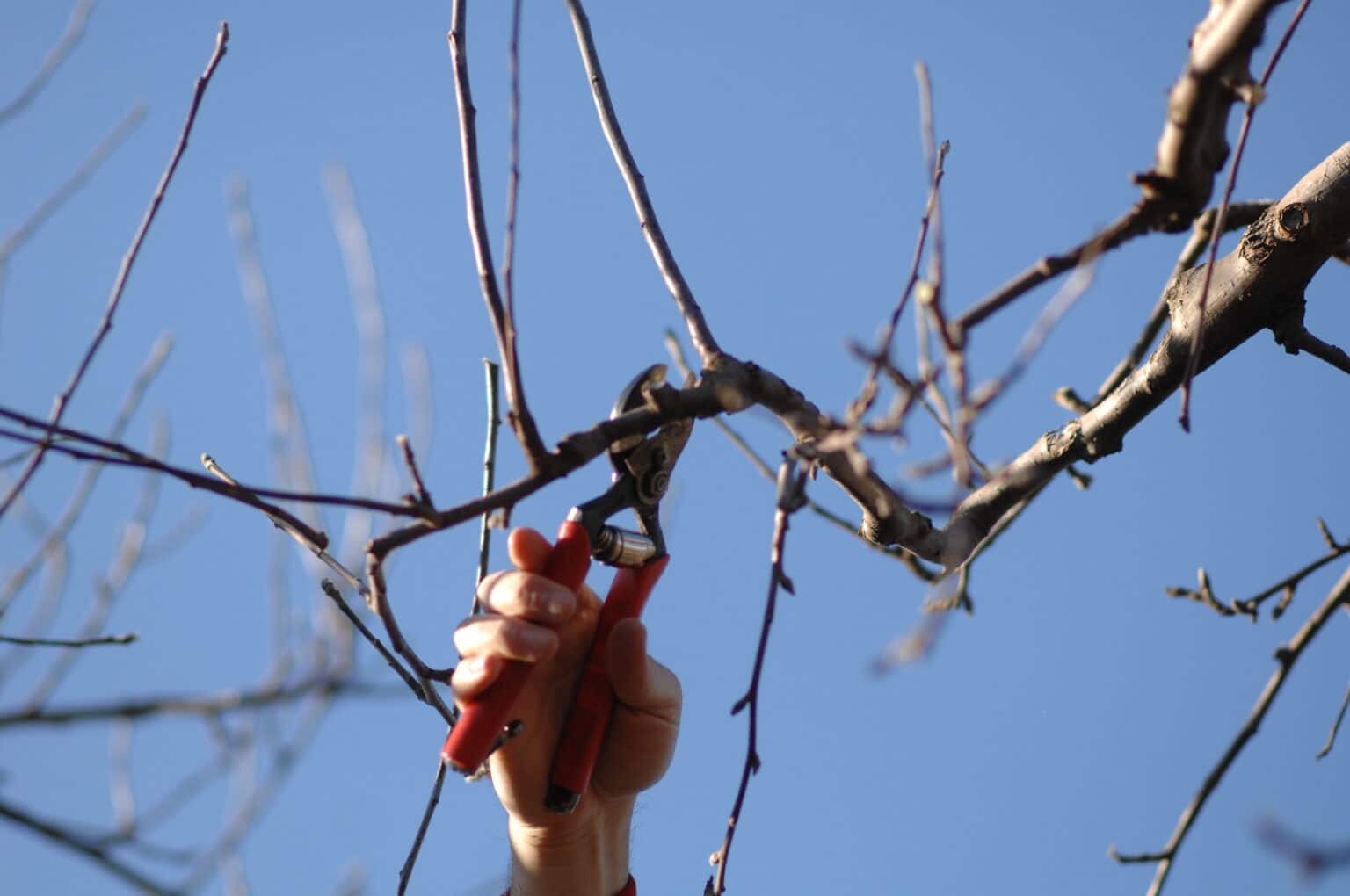 low-angle-view-hand-cutting-bare-tree-branch-against-blue-sky