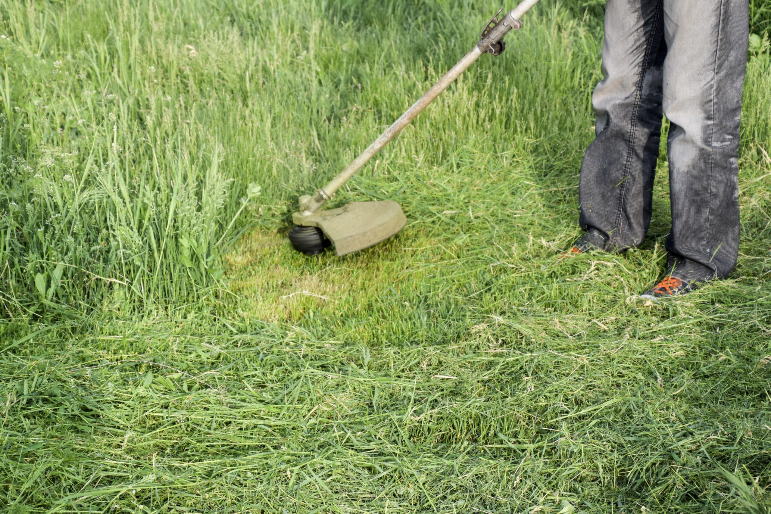 Mowing green grass using a fishing line trimmer. Application trimmers.