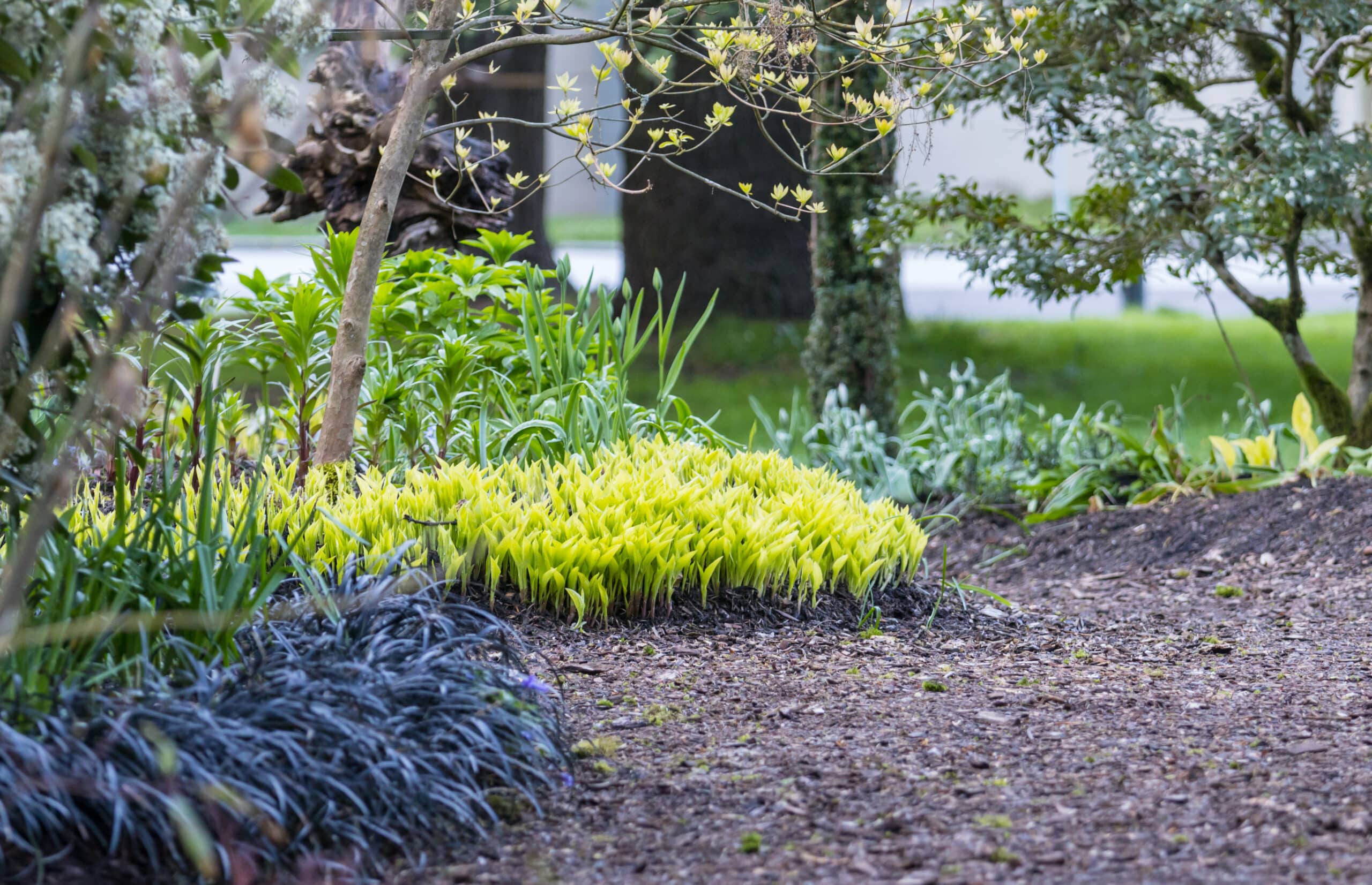 Spring scene  in the green garden blossom tree springtime fresh