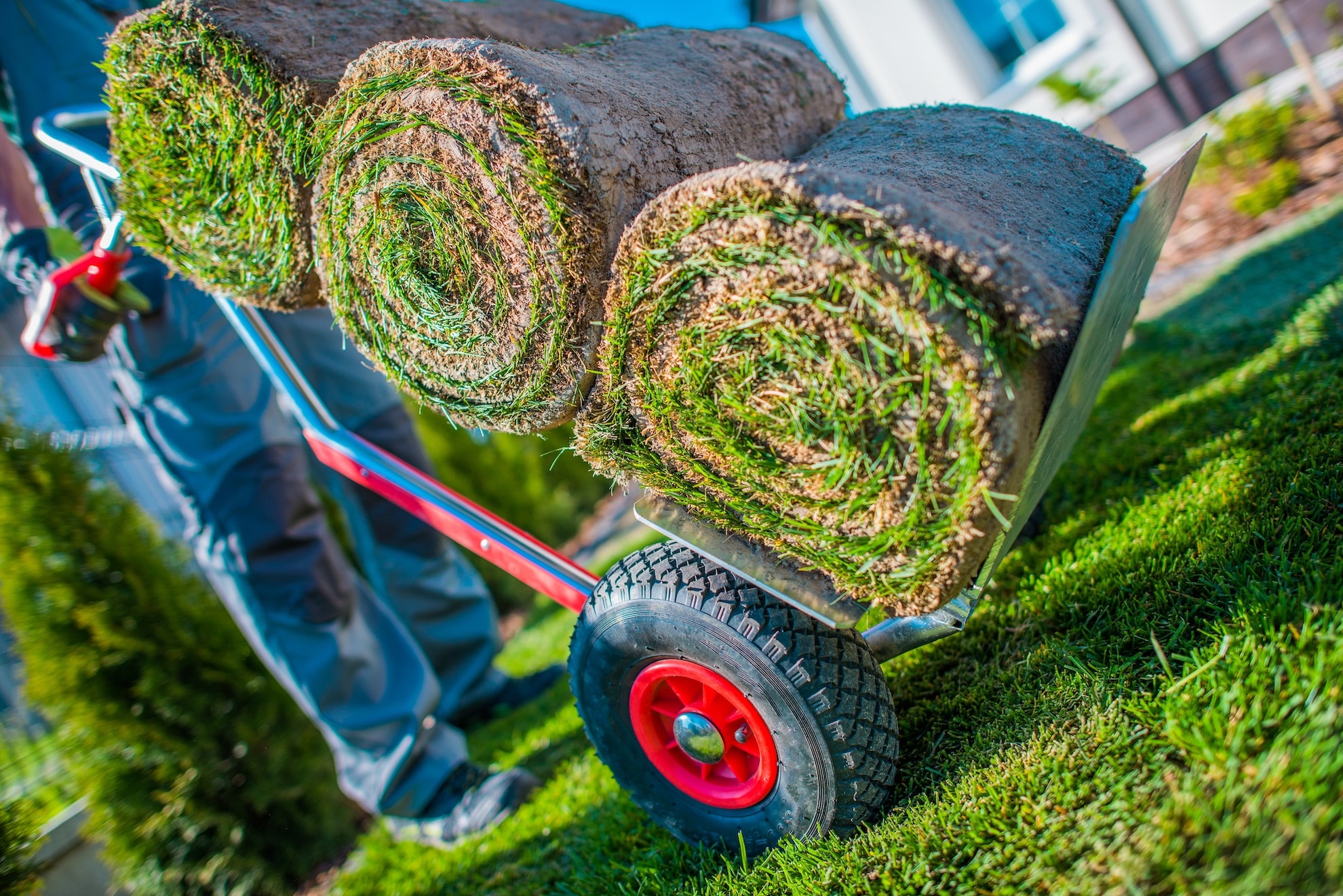 Moving Cart with Natural Grass Turfs Rolls. Replacing Grass on the Field.